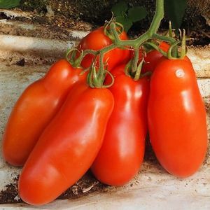 semillas de tomate rojas