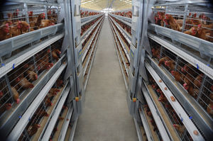 sistema de cría de pollos
