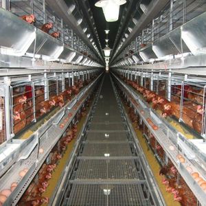 sistema de cría de pollos 1
