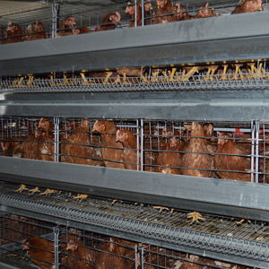 sistema de cría de pollos 1