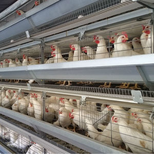 sistema de cría de pollos