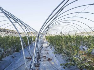 invernadero multitúnel