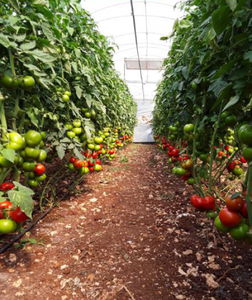 semillas de tomate rojas