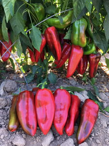 semillas de pimiento semiprecoces