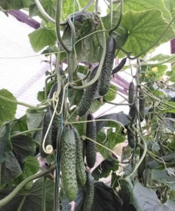 semillas de pepino resitentes al oídio