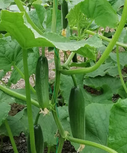 semillas de pepino precoces