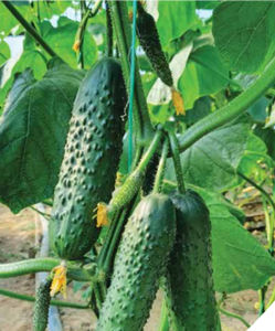 semillas de pepino resitentes al oídio
