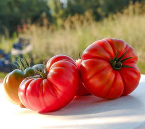 semillas de tomate rojas