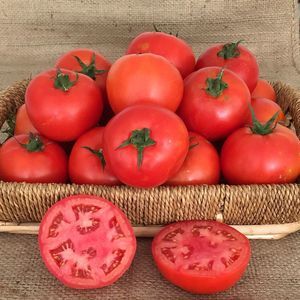 semilla de tomate roja