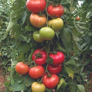 semilla de tomate rosa