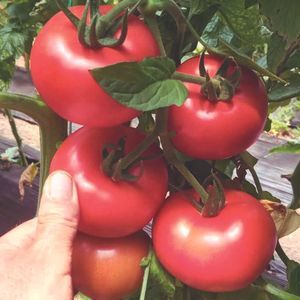 semilla de tomate rosa