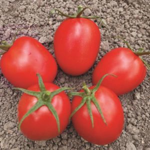 semilla de tomate roja