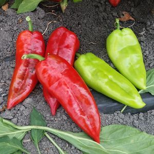 semilla de pimiento roja