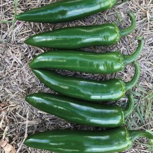 semilla de pimiento para cultivo de invernadero