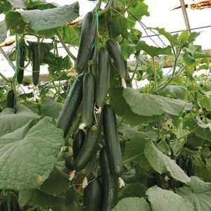 semilla de pepino de primavera