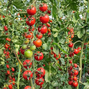 semilla de tomate roja