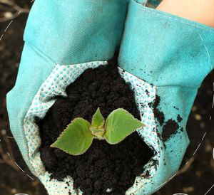 fertilizante orgánico