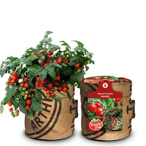 semilla de tomate cherry roja