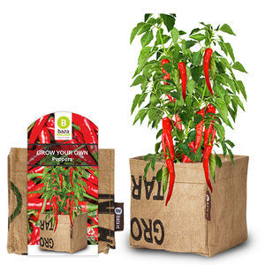 semillas de pimiento rojas