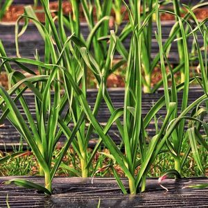 recubrimiento para horticultura anti-UV