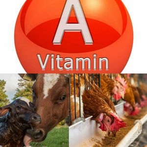 complemento alimenticio de vitaminas