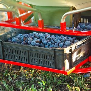 cosechadora para frutas