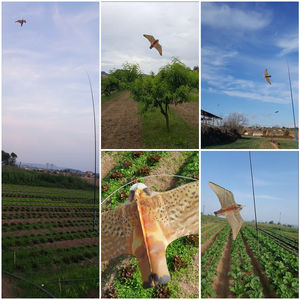 espantapájaros para aves