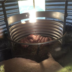 sistema de alojamiento para cochinillos