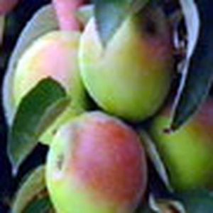 manzano