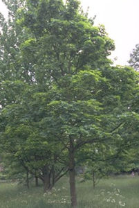 árbol de madera dura