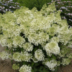arbusto con flor para macizo