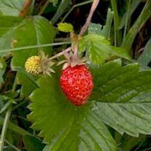 arbusto frutal
