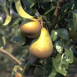 arbusto frutal
