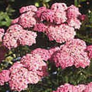 plantón floral perenne 1