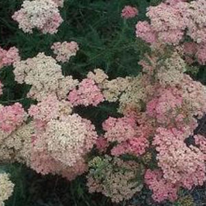 plantón floral perenne 1