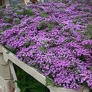 plantón floral perenne 1