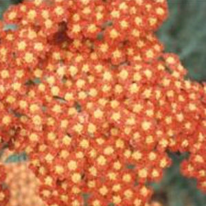 plantón floral perenne 1
