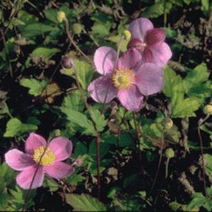 plantón floral perenne 1