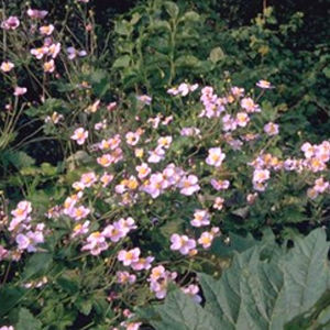 plantón floral perenne 1