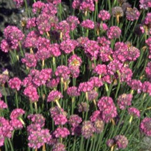 plantón floral perenne 1