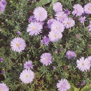 plantón floral perenne 1