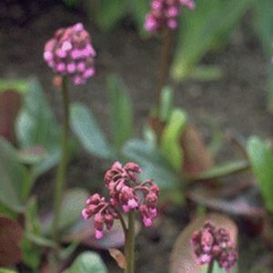 plantón floral perenne 1
