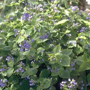 plantón floral perenne 1