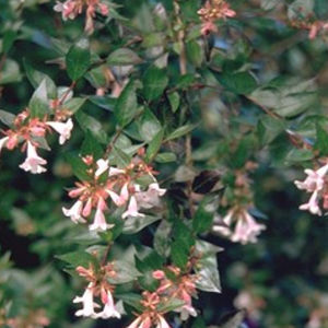 árbol resinosos