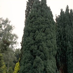 árbol resinosos