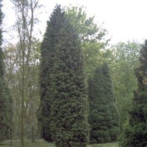 árbol resinosos