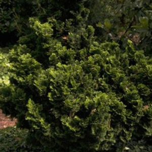 árbol resinosos