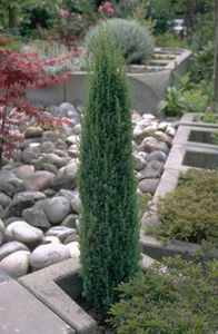 árbol resinosos
