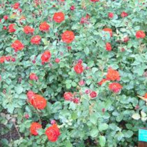 arbusto con flor con flores rojas