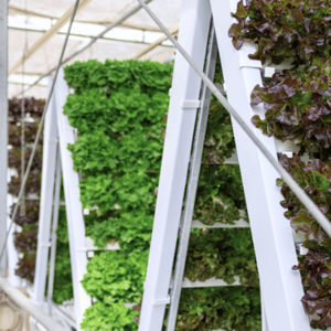 sistema de agricultura vertical